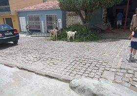 ANIMAIS SOLTOS CAUSAM TRANSTORNOS NO BAIRRO DO CERU, EM BOM CONSELHO
