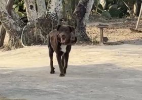 CACHORRA DA RAÇA LABRADOR DESAPARECE NA ZONA RURAL DE BOM CONSELHO